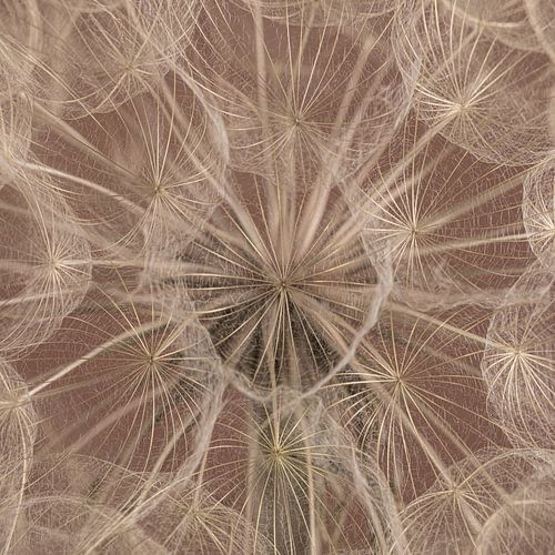 Landelijk warm vierkant: Pluisjes vullen het beeld