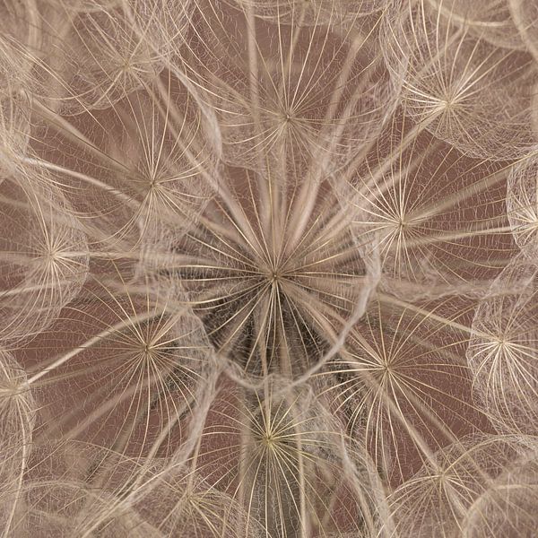 Country warm square: Fluff fills the picture by Marjolijn van den Berg