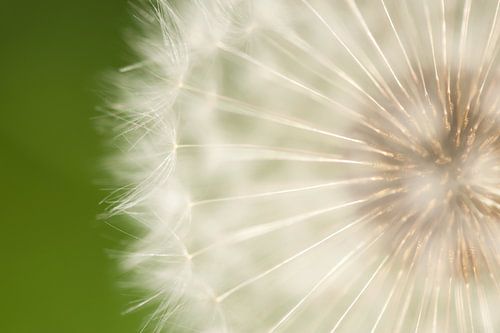 Paardenbloempluisjes