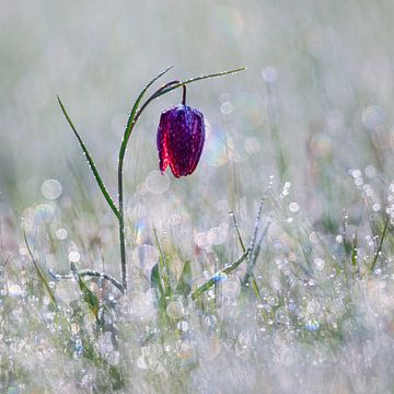 Schaakbloem van Daniela Beyer