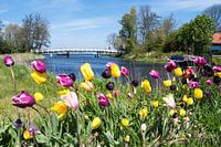 Tulips in the wind