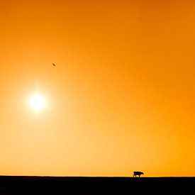 Koeien op de zeedijk in Friesland tijdens zonsondergang van Marcel van Kammen