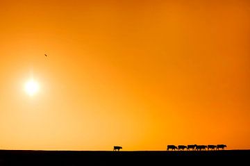 Koeien op de zeedijk in Friesland tijdens zonsondergang van Marcel van Kammen