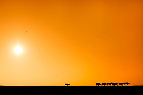 Cows on the sea dike in Friesland during sunset