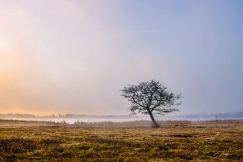 Charakteristischer Baum an der Wasserkatze