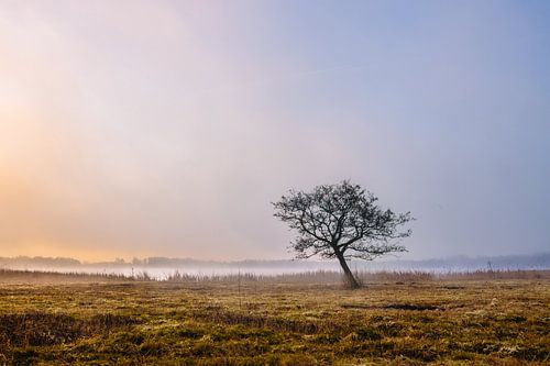 Charakteristischer Baum an der Wasserkatze