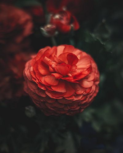 Ranunculus