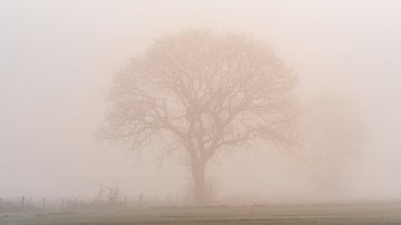 Bomen in de mist bij zonsopgang. 16x9 verhouding van zeilstrafotografie.nl