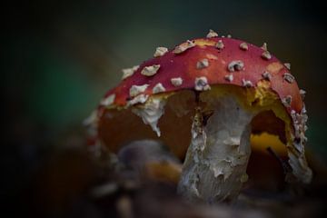Op een grote paddenstoel, rood met witte stippen. van Mariska Brouwenstijn