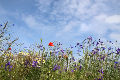 wild flowers