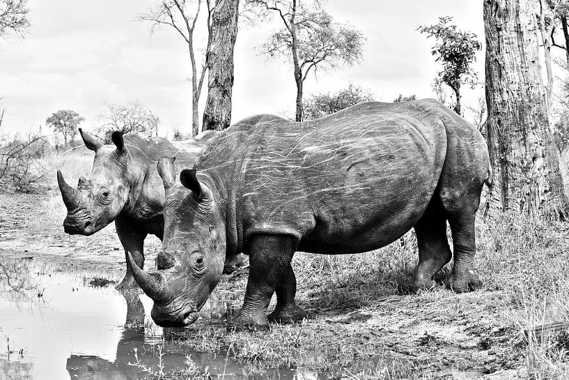 Duo de rhinocéros blancs  par Lotje Hondius