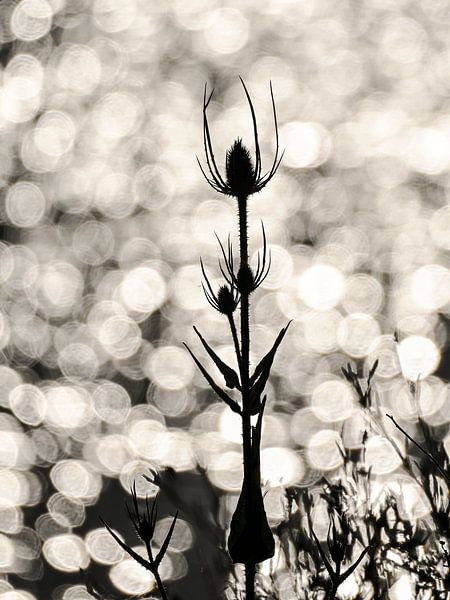 Pissenlit par Caroline Guerain
