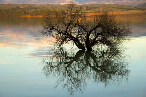 Tree Reflection