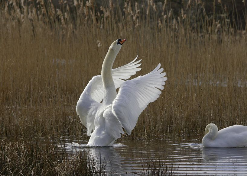 Knobel zwaan by Ad Hage