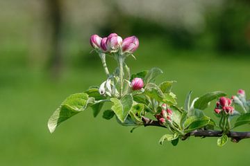 Frühling im Obstgarten von Peter Eckert