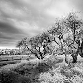 les arbres sur ir dimensions