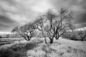 les arbres sur ir dimensions