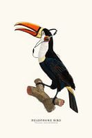 Headphone Bird