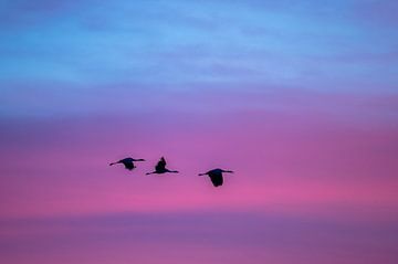 Vliegende kraanvogels van Stijn Smits