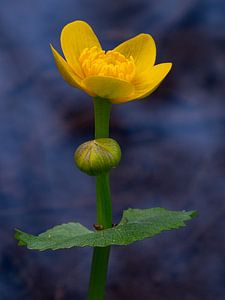Sumpfdotterblume