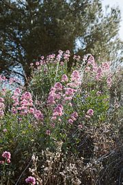 Flowers Spain by Hannah Hoek