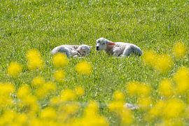 Lämmer auf der Weide mit Butterblumen von Johan Swaneveld