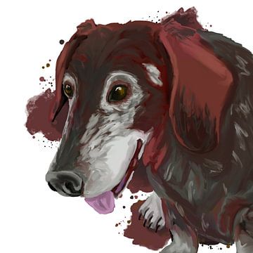 Vieux teckel - portrait de chien sur Antiope33