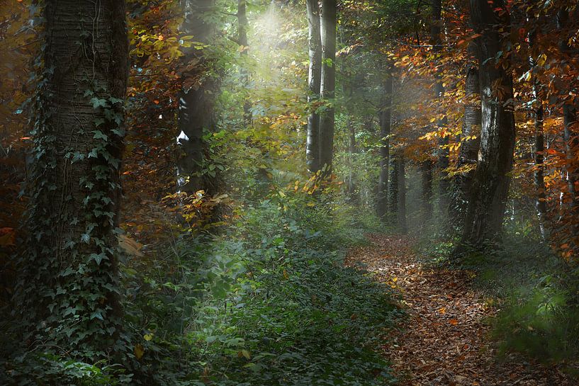 Märchenwald von Dieter Beselt