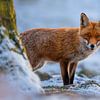 Jonge rode vos in een besneeuwd bos in de winter van Mario Plechaty Photography