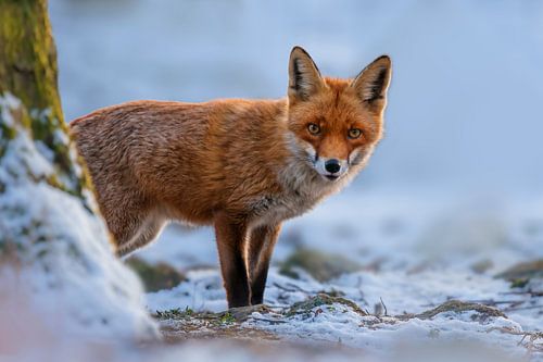 jeune renard roux se tient dans une forêt enneigée en hiver sur Mario Plechaty Photography