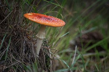 Tabouret de crapaud sur Linda Lu