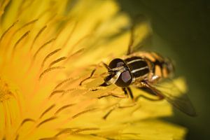 Insecten van dichtbij van Nienke Bot