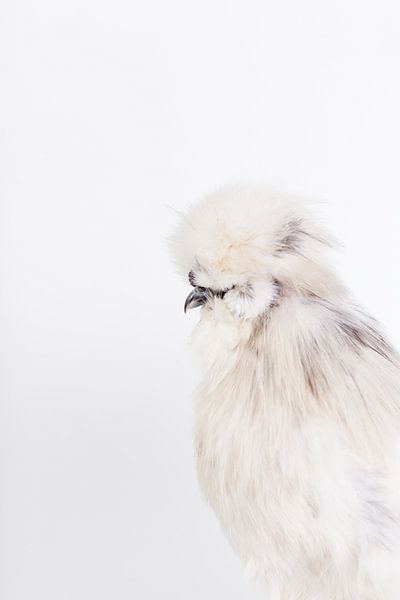 Silk hen Rollo by Janine Bekker Photography