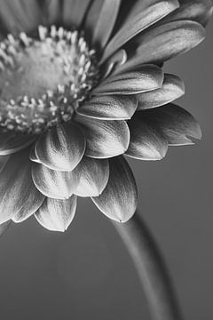 Een bloemetje in grijs, zwart en wit van Marjolijn van den Berg