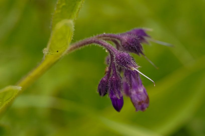 photo by Barry van Rijswijk