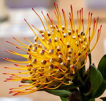 Goldene Zuckerhutblume (Protea) Nahaufnahme von Lieuwe J. Zander