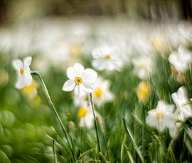 Radiant spring by René Kempes