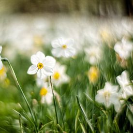 Un printemps radieux sur René Kempes