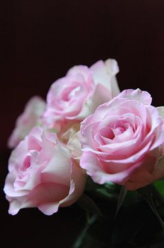 Roze Rozen - Liefste mijn liefst wat wil je nog meer? von Mariska van Vondelen