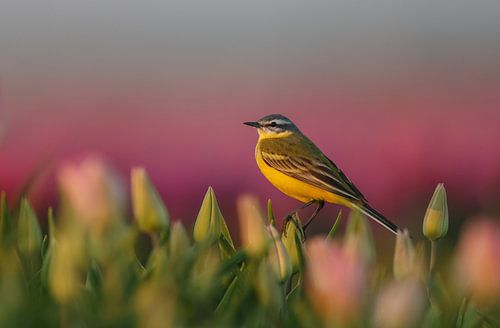 Die gelbe Bachstelze auf einer Tulpe