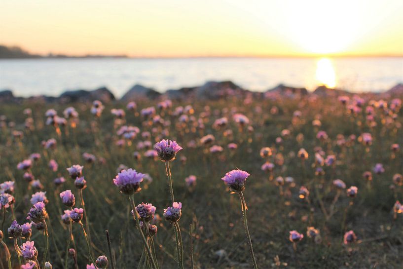 Abendliches Violett von Esther Leijten-Kupers