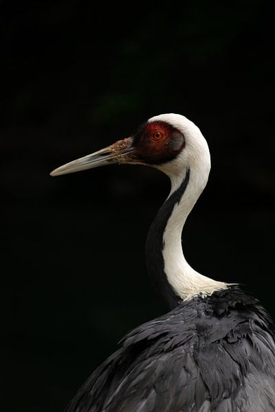 L'élégance de la grue à cou blanc par Tjana Photography
