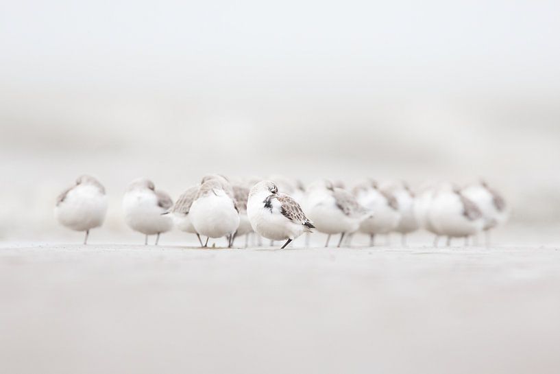 Repos total... par Pim Leijen