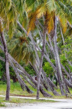 Palmbomen op de Malediven van hugo veldmeijer