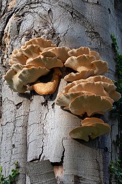 Fomes fomentarius op de bast van een dode boom van Frans Rombout