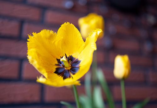 De eerste bloemen in de tuin in het Emsland