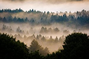 Bos in de mist van Martin Wasilewski