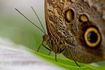 Bruine vlinder met gele ogen op de vleugels. Duidelijke roltong.
