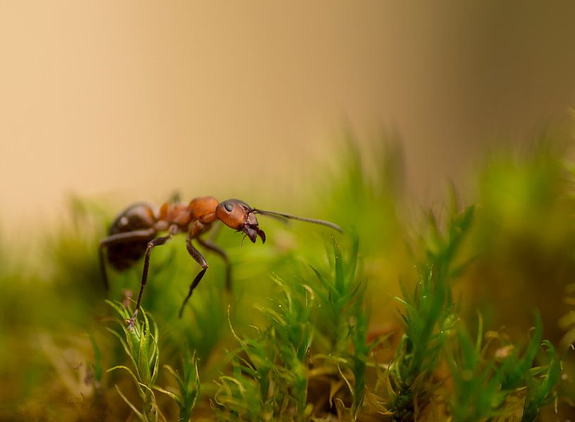 Dans le petit monde. Petite fourmi parmi la mousse. par Birgitte Bergman