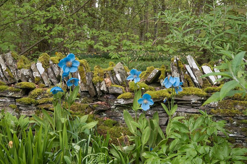 Coquelicots bleus (Meconopsis) par Dick Carlier